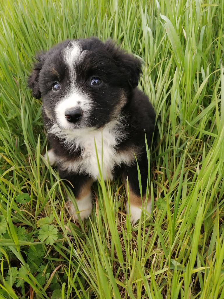 Des Bergers Aux Yeux Bleus Azur - Chiot disponible  - Berger Américain Miniature 