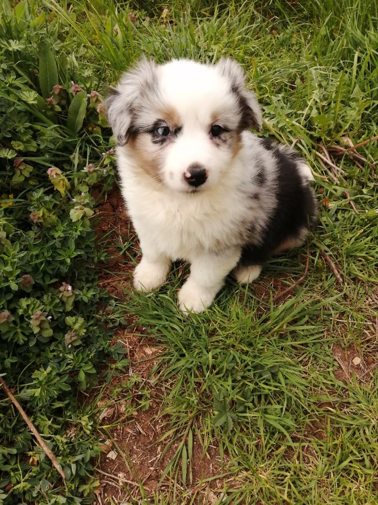 Des Bergers Aux Yeux Bleus Azur - Chiot disponible  - Berger Américain Miniature 