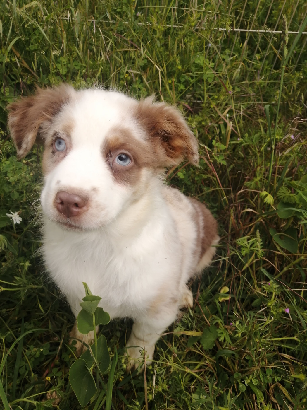 Des Bergers Aux Yeux Bleus Azur - Chiots disponibles - Berger Américain Miniature 